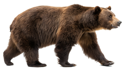 Bear cut out isolated on white background PNG. AI GENERATED.

