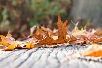 Macro photo of fallen autumn leaves on a wooden park bench. Location: Deurne, Antwerp (Belgium)