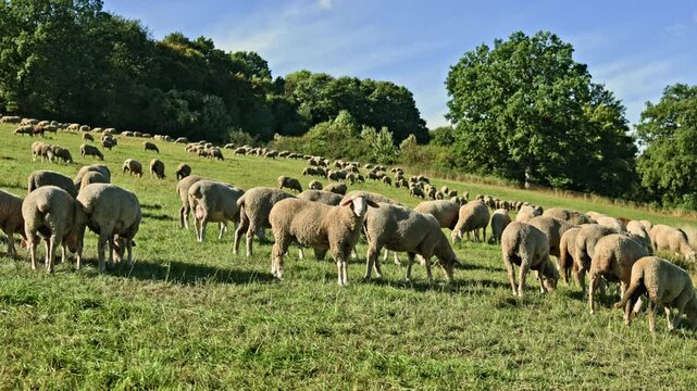 Sheep grazing on a green field. A flock of fluffy sheep on a walk. Sheep grazing outdoors on a green meadow.