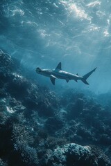 Fototapeta premium A hammerhead shark swims in tropical waters. A diving adventure off the coast