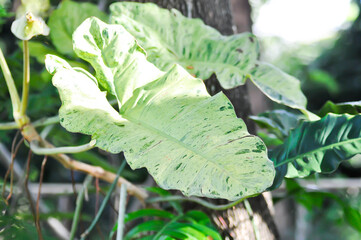 Paraiso Verde or Philodendron paraiso verde or verdant paradise or Philodendron paraiso