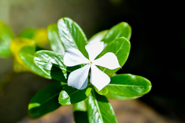 Catharanthus roseus G Don ,APOCYNACEAE or Madagascar periwinkle or Vinca or Old maid or white flower