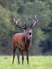 Mature Red deer stag roaring in a plain during the rut. Cervus elaphus, Sologne, Loiret 45, région Centre Val de Loire, France, European Union, Europe