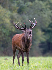 Mature Red deer stag roaring in a plain during the rut. Cervus elaphus, Sologne, Loiret 45, région Centre Val de Loire, France, European Union, Europe
