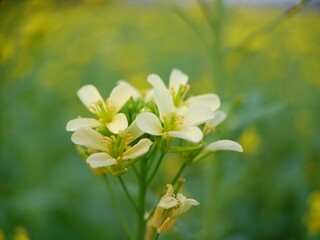 Obraz premium Stunning white mustard Flower blossom macro detail.