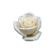 Elegant white rose blooming softly