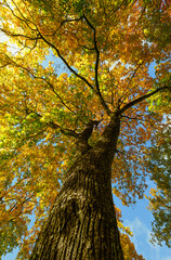 Vibrant Golden Maple Tree Canopy Against a Deep Blue Sky
