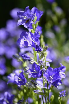 Closeup Campanula persicifolia also known peach-leaved bellflower with blurred background in summer garden