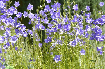 Closeup Campanula persicifolia also known peach-leaved bellflower with blurred background in summer garden