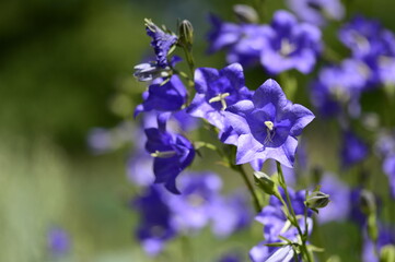 Closeup Campanula persicifolia also known peach-leaved bellflower with blurred background in summer garden