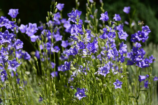Closeup Campanula persicifolia also known peach-leaved bellflower with blurred background in summer garden