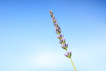 青空と全盛期のラベンダー