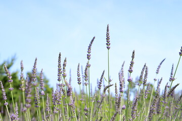 全盛期のラベンダー