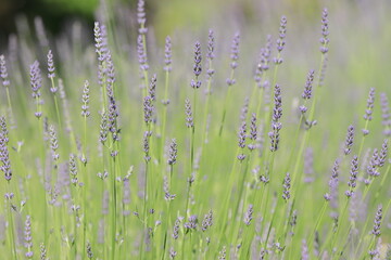 全盛期のラベンダー畑