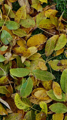 Dense Carpet of Yellow and Green Fallen Leaves. Abundant Autumn Foliage Background.