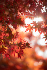 もみじの葉っぱ