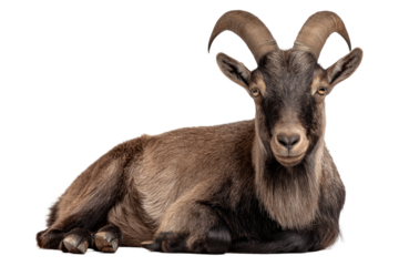 Relaxed Brown Goat with Curved Horns Lying on White Background