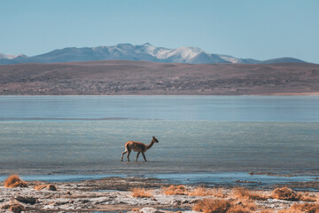 vicuna in the laguna salada in bolivian andes