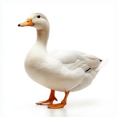 Obraz premium Duck on a white background