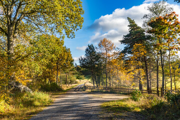 Autumn fall season scenery with bright yellow and orange trees. A gravel path. A wooden fence surrounds a farm in the Scandinavian countryside. A sunny Indian summer day in Sweden. Peaceful landscape.