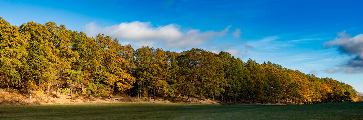 Panoramic autumn landscape with rows of golden and orange trees illuminated by sunlight. The forest glows with vibrant fall colors while green field at the edge lies in shade. Bright seasonal nature.