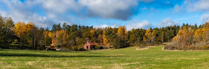 Panorama of autumn trees of bright yellow orange gold colors. Fall season background. Rows of beautiful trees grow at the edge of the green fields. Autumn view of colorful forest trees crowns foliage.