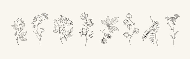 Autumn set of different seasonal brunch of plants, fall leaves and berries. Delicate and elegant botanical design elements