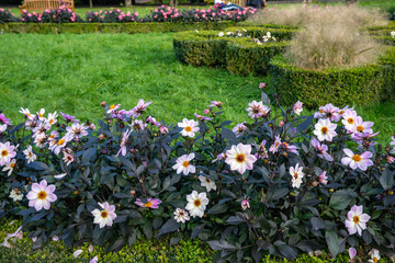 Pale lilac and pink dahlias planted in a row. Garden design.