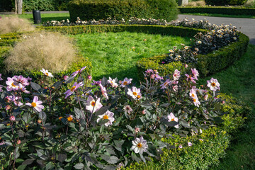 Pale lilac and pink dahlias planted in a row. Garden design.