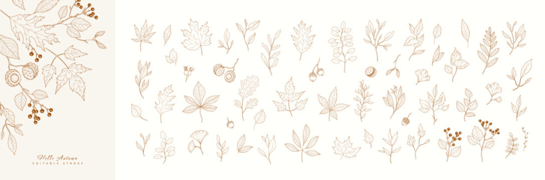 Autumn set of different seasonal brunch of plants, fall leaves and berries. Delicate and elegant botanical design elements