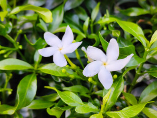 Fresh Bright White Crape Jasmine Pinwheel Flowers Close Up with Lush Green Foliage Background in Natural Sunlight