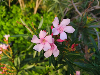 Two Beautiful Light Pink Oleander Flowers Blooming On A Branch With Dark Green Foliage In Natural Daylight