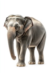 Obraz premium Side view of an Asian elephant walking isolated on white background.