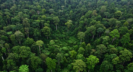 Aerial View of Lush Green Tropical Rainforest Canopy.