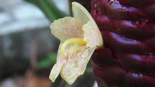 close up of a purple orchid