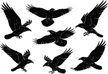 Raven silhouette set, flying and perching black birds, feather detail, dynamic wing pose, isolated vector, white background illustration