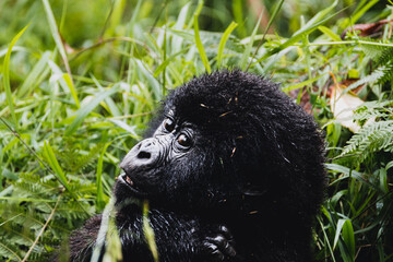 Mystery of the Mist: Endangered Gorillas of Uganda