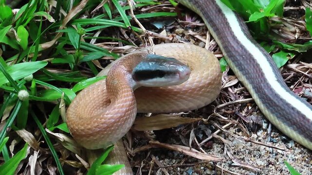 snake in the grass