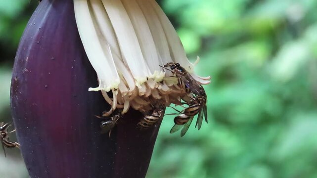 close up of a flower