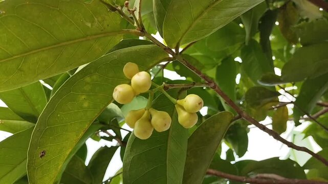A close-up of a cluster of guava fruit buds on a tree branch, surrounded by lush green foliage, shows off the early stages of nature's bounty.