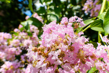 夏の青空に映えるピンク色のサルスベリの花