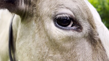 Close up to eye of cute gray cow at lawn. Sight of a friendly mammal animal at countryside. Profile...