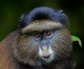 Tropical Harmony: Golden Monkeys in Their Mountain Home