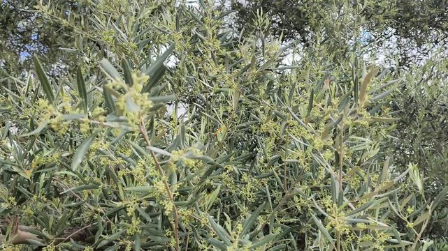 Olive trees with very long stems