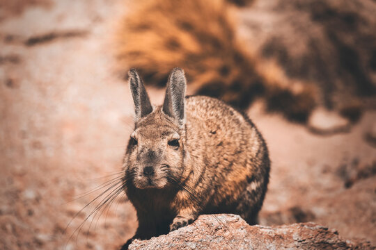 portrait of a viscacha in bolivia