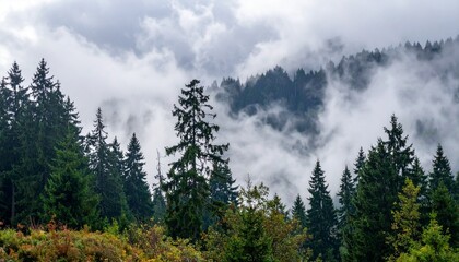 Thick mist rising through tall forest trees showing mystery of natural landscape