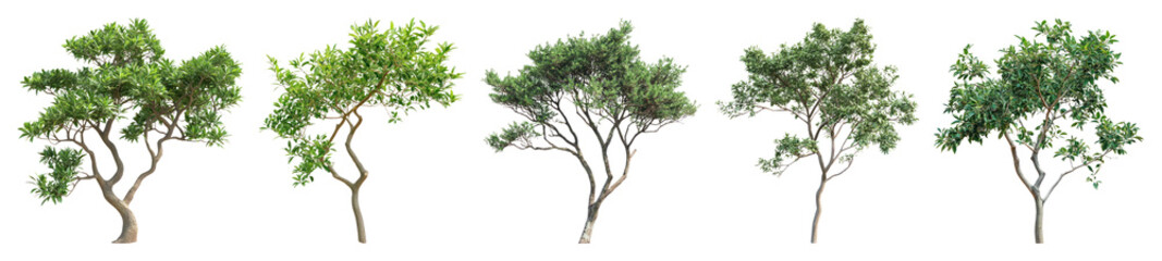 Fototapeta premium Five lush trees in sequence