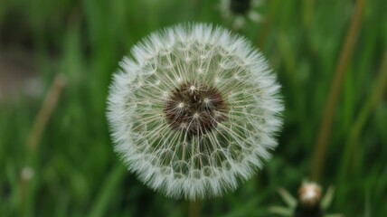 Fototapeta premium Close up of a fluffy dandelion seed head in a field of green grass on a sunny day in spring