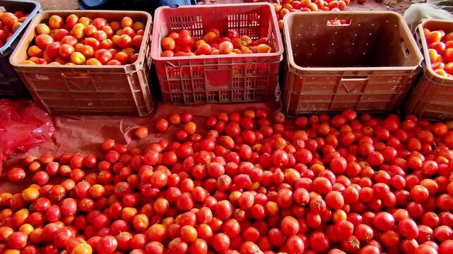 Red tomatoes being placed in basket for sale in Pakistan market