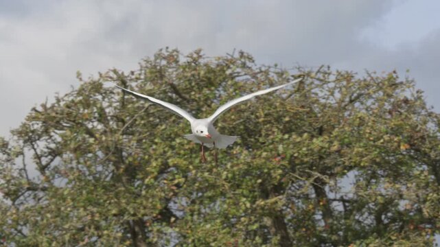 Black-Headed Gull (Chroicocephalus ridibundus) in winter plumage, in flight, gliding into a headwind on a windy day. October, Kent, UK (Slow motion x5)